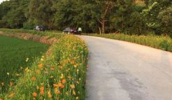 西安开始“十大最美农村路”评选 评选标准公布