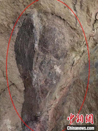 四川自贡市民发现疑似恐龙化石专家初判距今约1.6亿年