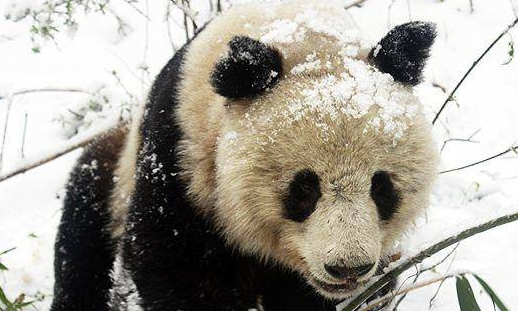不到3公里偶遇两只 陕西长青自然保护区秦岭大熊猫增至57只