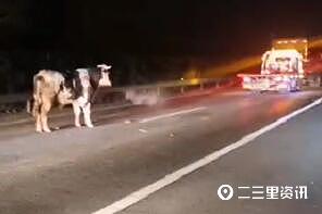 货车出事故后一头牛被甩出车厢 高速路上跑2公里后被渭南民警控制