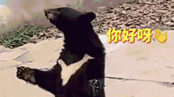 四川一动物园黑熊会和人一样站立、挥手 饲养员称是模仿游客