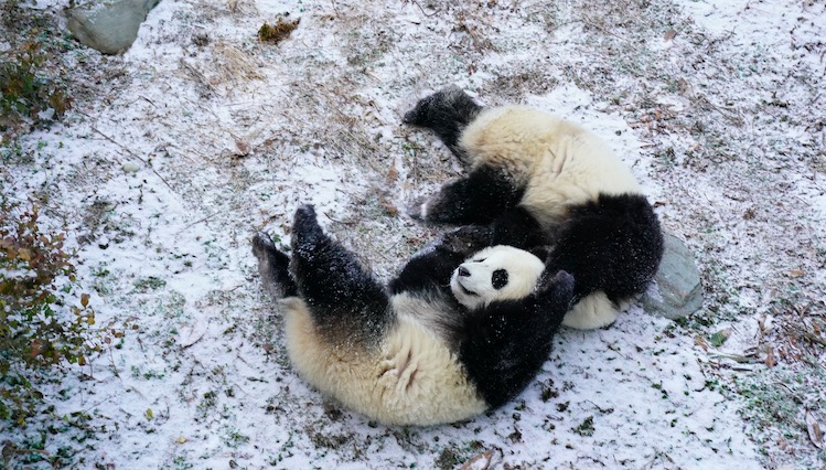 当熊猫宝宝遇到下雪 “闻脚”确认后全程撒欢放飞自我