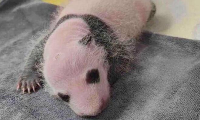 4只秦岭大熊猫“萌宝”慢慢长大 你来给它们起名字吧