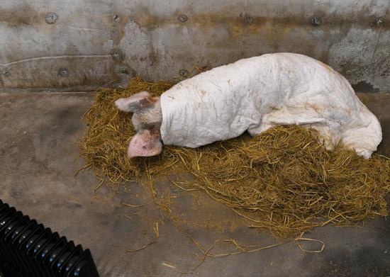 进入冬天，“猪坚强”睡的时间居多。