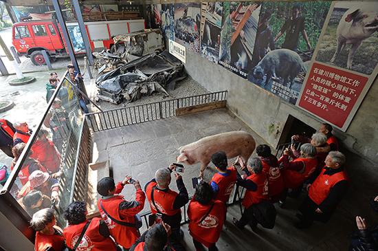 2017年3月7日，建川博物馆，“猪坚强”住所共有一室一厅两间房子。外面的客厅是睡觉和供人观赏之处，里面一间是它吃饭睡觉洗澡的地方。