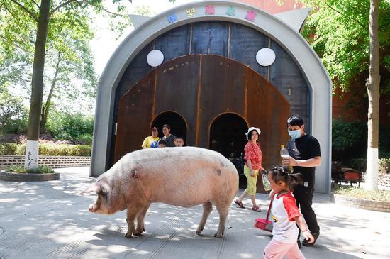 2020年5月，“猪坚强”在别墅前散步。当年1月，猪坚强”搬进独栋别墅，这是一套外形设计呈猪型的独栋建筑，50平方米面积，分成猪生活区和游人参观区。
