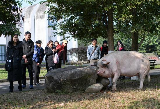  2020年1月3日，即将过完本命年的猪坚强，在成都建川博物馆与游客互动。