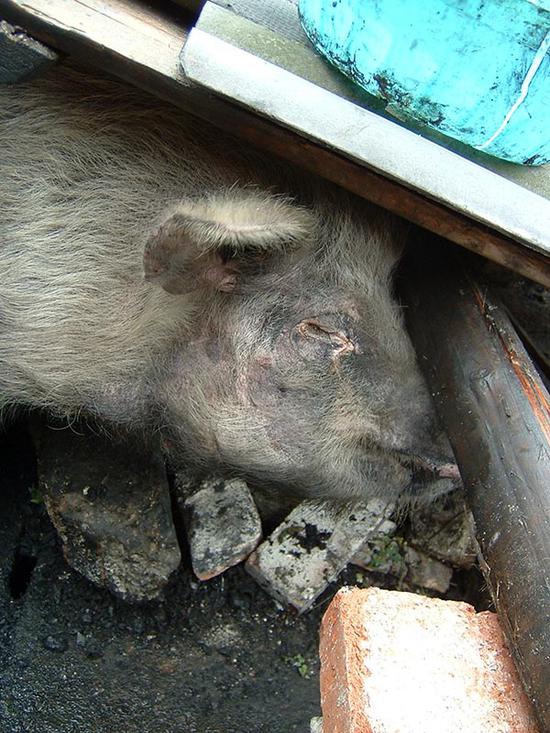 2008年汶川大地震36天后被救的“猪坚强”。