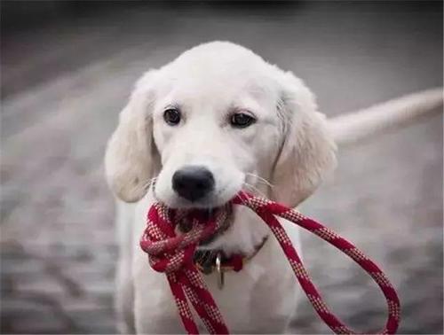 《中华人民共和国动物防疫法》5月1日起施行 遛狗不栓绳将违法