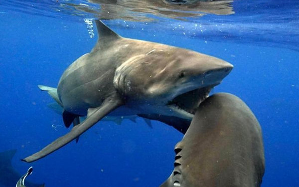 牛头鲨水下上演激烈搏斗