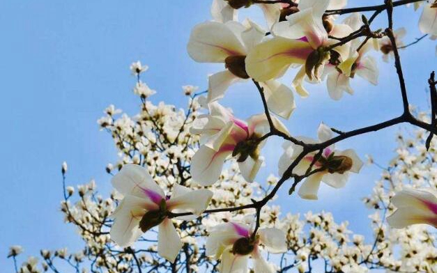 春天来看花|藏不住了！西安环城公园玉兰花开了 美出天际