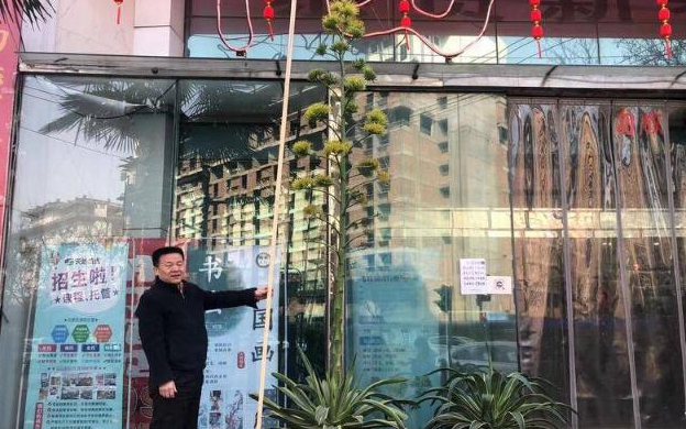 一生只开一次！西安一大厦物业喜迎龙舌兰花开 花茎长到3.74米