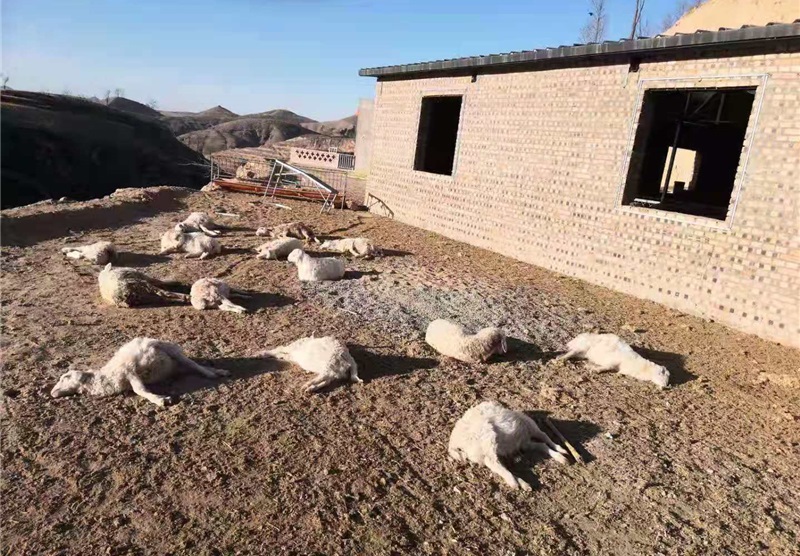 榆林一男子家64只羊被2只狗咬死 “作案”只咬脖颈很凶残