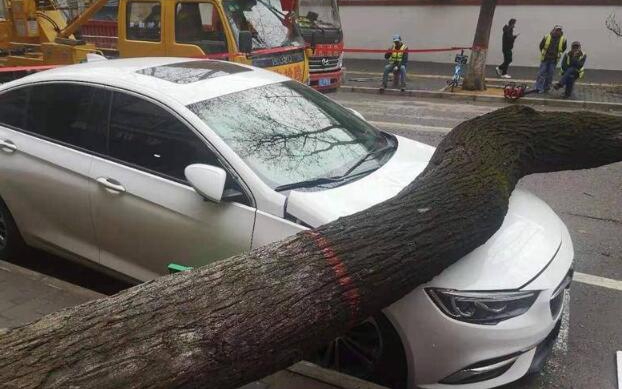 西安爱学路边大树突然倒下 两辆私家车被砸中 所幸无人受伤