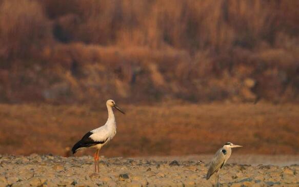 国家一级保护野生动物东方白鹳现身汉江湿地 系城固县首次发现