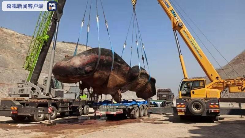 渤海海域首次发现搁浅抹香鲸 计划制作成塑化标本