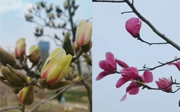 来赏花！西安植物园300多种不同品种的玉兰花竞相开放