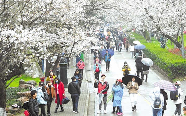 武大樱花正式对公众开放 抗疫医护人员与游客共赏雨樱之美