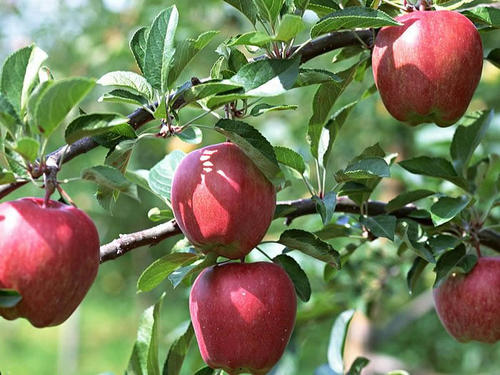 园林水果面积1731.72万亩！世界上每7个苹果就有1个产自陕西