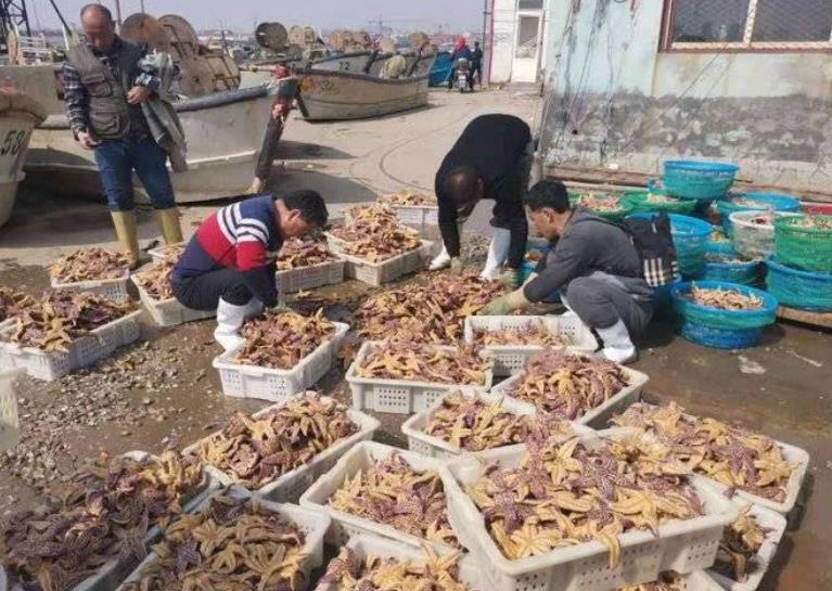 青岛胶州湾海星泛滥吃光养殖蛤蜊 渔业部门：3天内出台措施