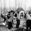 数百名市民共同植树 创绿色家园