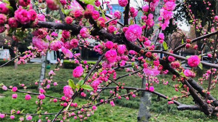 来打卡！西安高新二路樱花逐渐盛开 预计3月底全部开放
