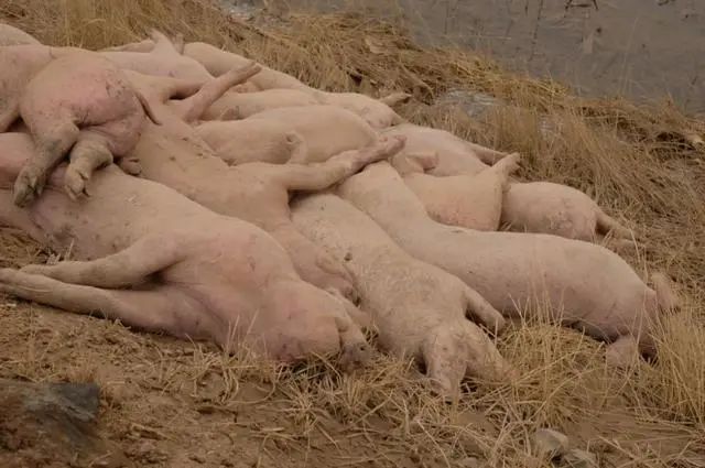 黄河大堤内多处现死猪 农牧疫控部门正在进行采样