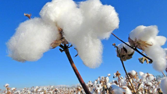 H&M、耐克引众怒后 Zara母公司疑撤下抵制新疆棉声明