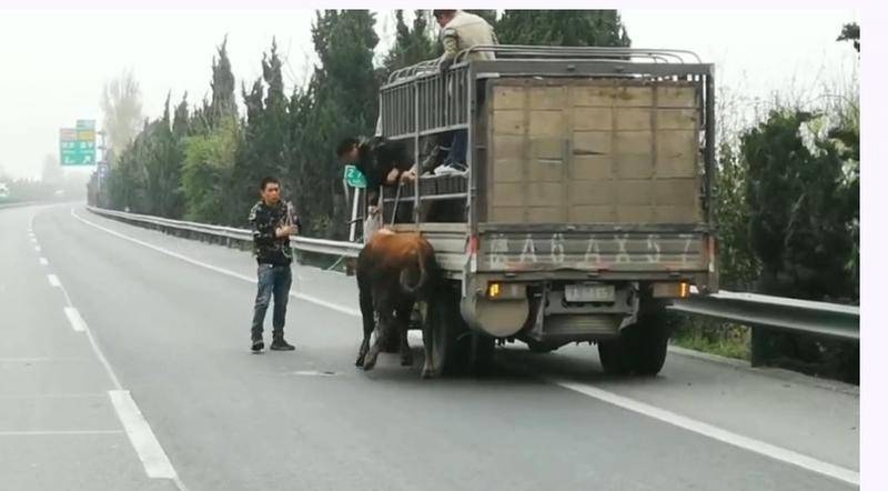 黄牛从货车上“越狱”冲上高速  西铜高速民警出动合力制服