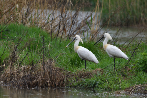罕见！两群白琵鹭现身丹江国家湿地公园