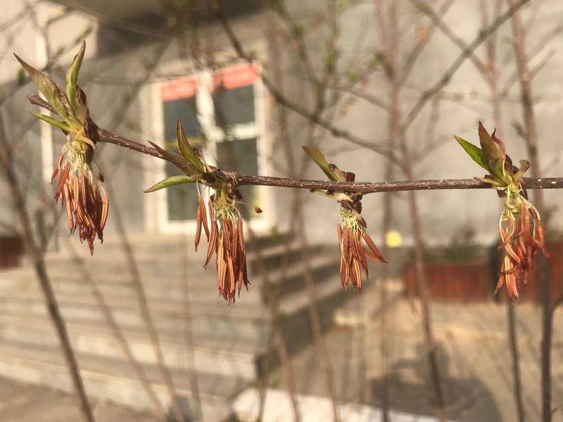 四年研究成果：秦岭珍稀树种领春木在西安开花啦