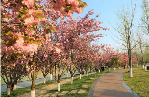 赏樱无须去远方 商洛滨江银杏公园樱花进入最佳观赏期