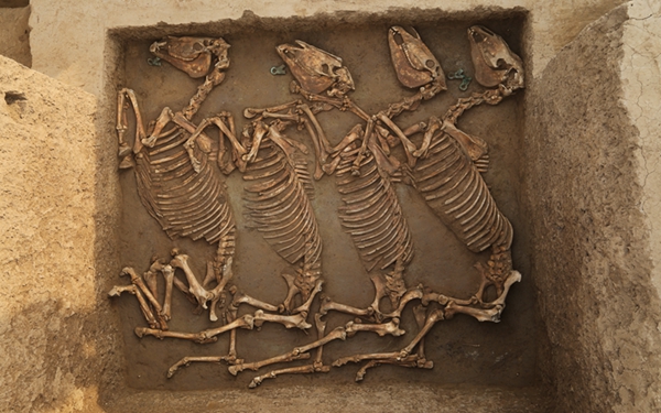 “十大考古新发现”评选31年 陕西已有27项考古成果入选