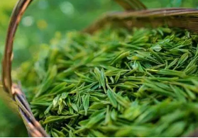 挑选春茶：全国春茶地图带你品味春天的味道