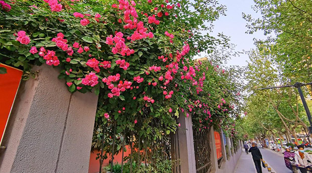 电子二路蔷薇花开了