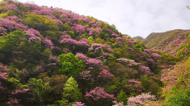 景美人少！登秦岭凤凰山赏紫荆花