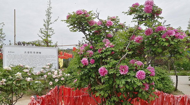 乾陵大唐牡丹园传说的夫妻牡丹神树，真的吗