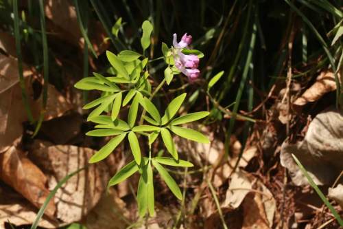 陕西化龙山发现本区植物新纪录！系一种罂粟科紫堇属植物