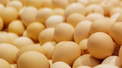 河南一职校校长发表熟鸡蛋返生孵小鸡论文：用意念已返生40多枚