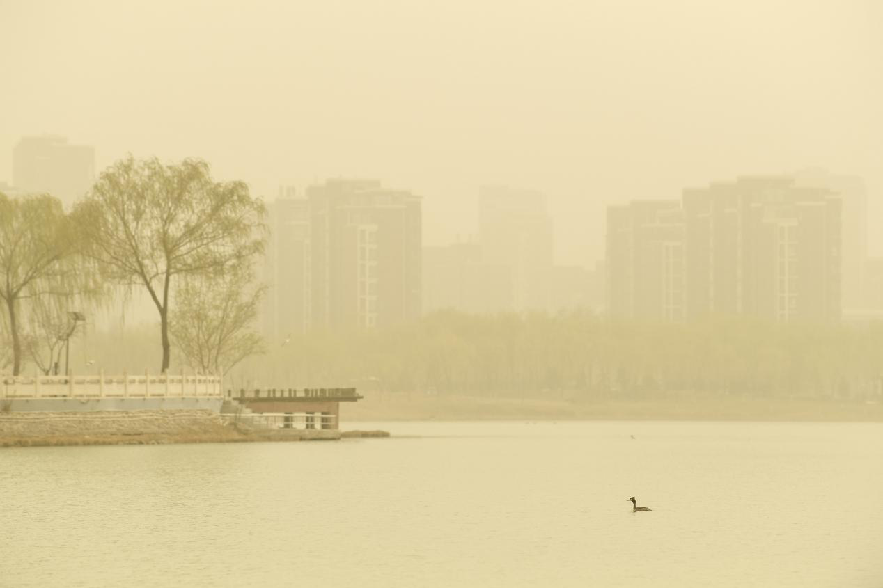 3月底，我国北方地区遭遇沙尘天气，图为候鸟在宁夏银川市陈家湖湖面上游弋。 新华社记者冯开华 摄     