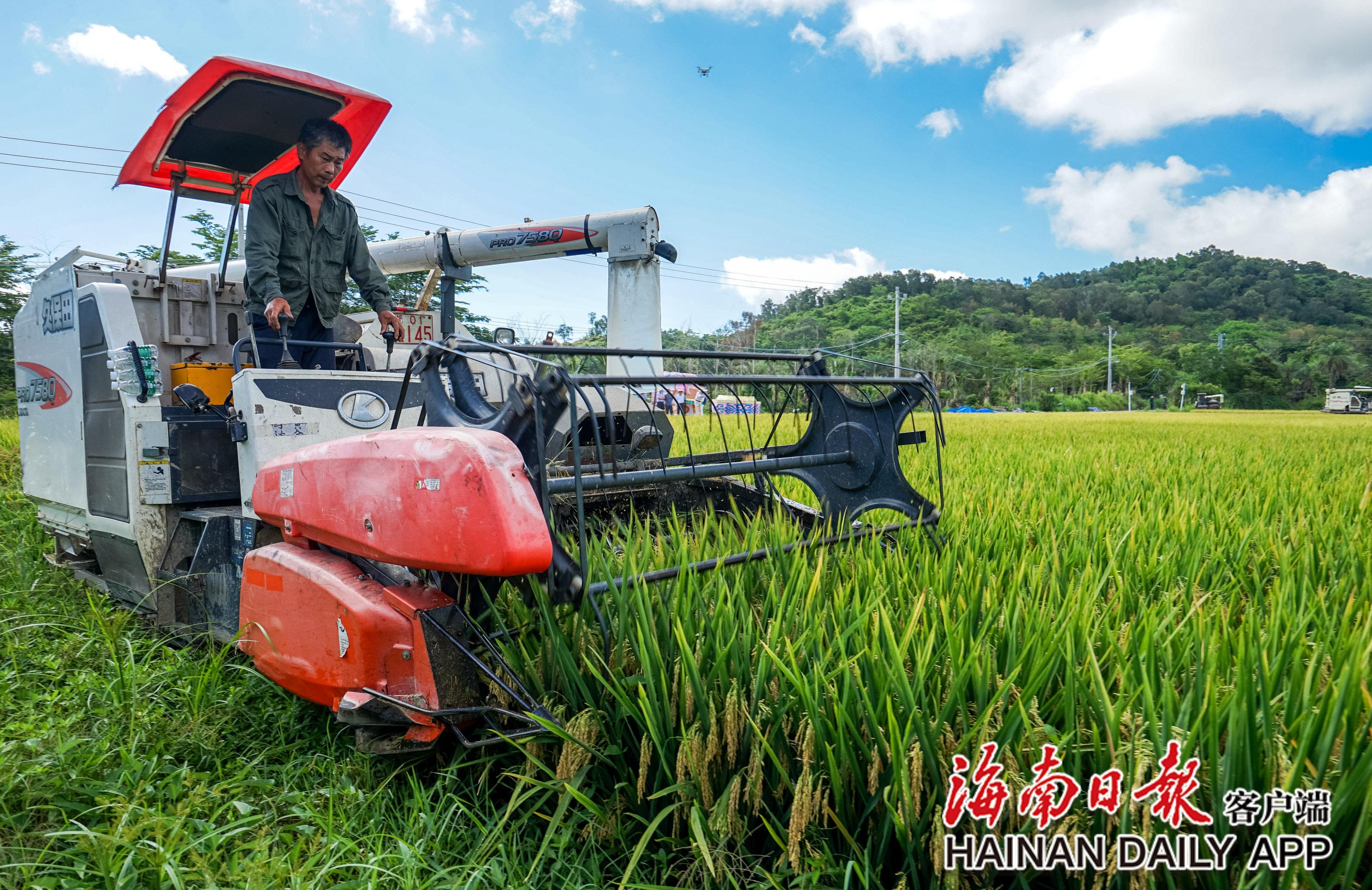 5月9日上午，在三亚水稻国家公园示范点，“超优千号”超级杂交水稻开始测产。海南日报记者 武威 摄