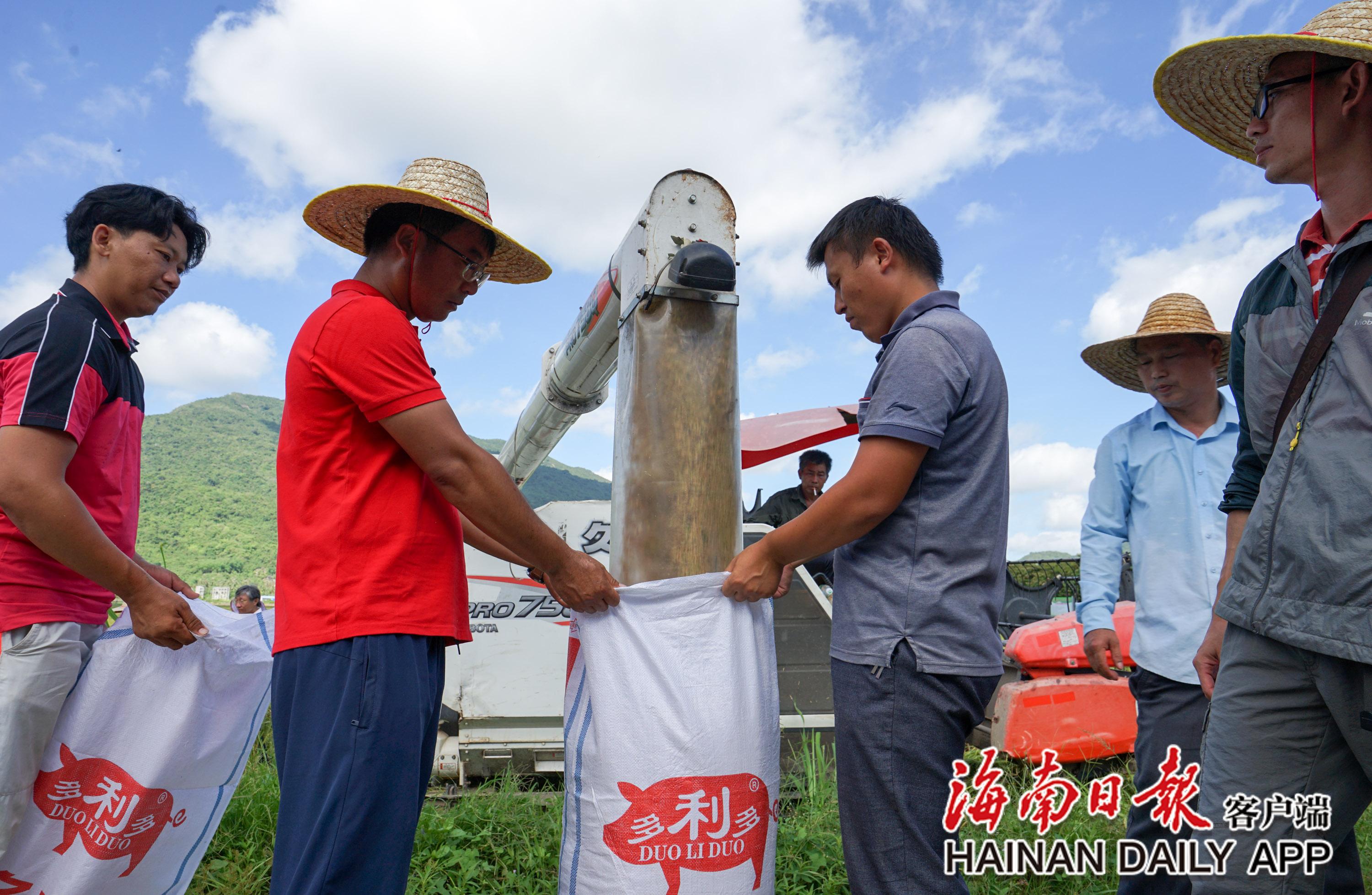5月9日上午，在三亚水稻国家公园示范点，“超优千号”超级杂交水稻开始测产。海南日报记者 武威 摄