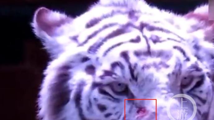 杭州野生动物世界曾被指鞭打白虎 否认者也是瞒豹责任人之一