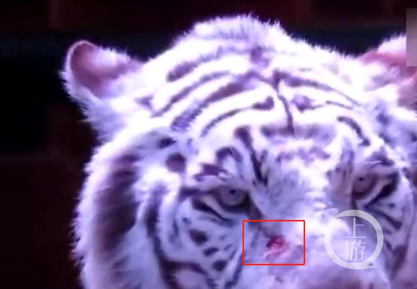 2017年网传视频显示，白虎面部有明显血迹，经理马某称系淋巴发炎破溃。/视频截图