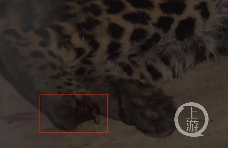 5月8日媒体公布第二只小豹子画面显示，其右后掌有明显伤痕。/视频截图