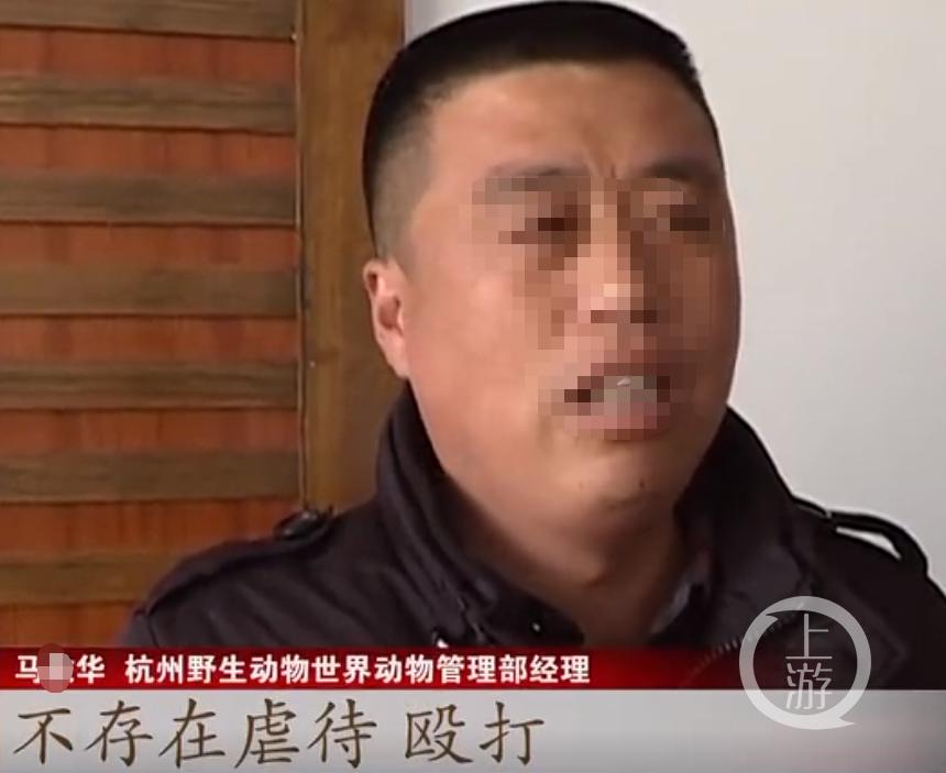 2017年1月，杭州野生动物世界动物管理部经理马某华表示，不存在虐待和殴打白虎。/视频截图