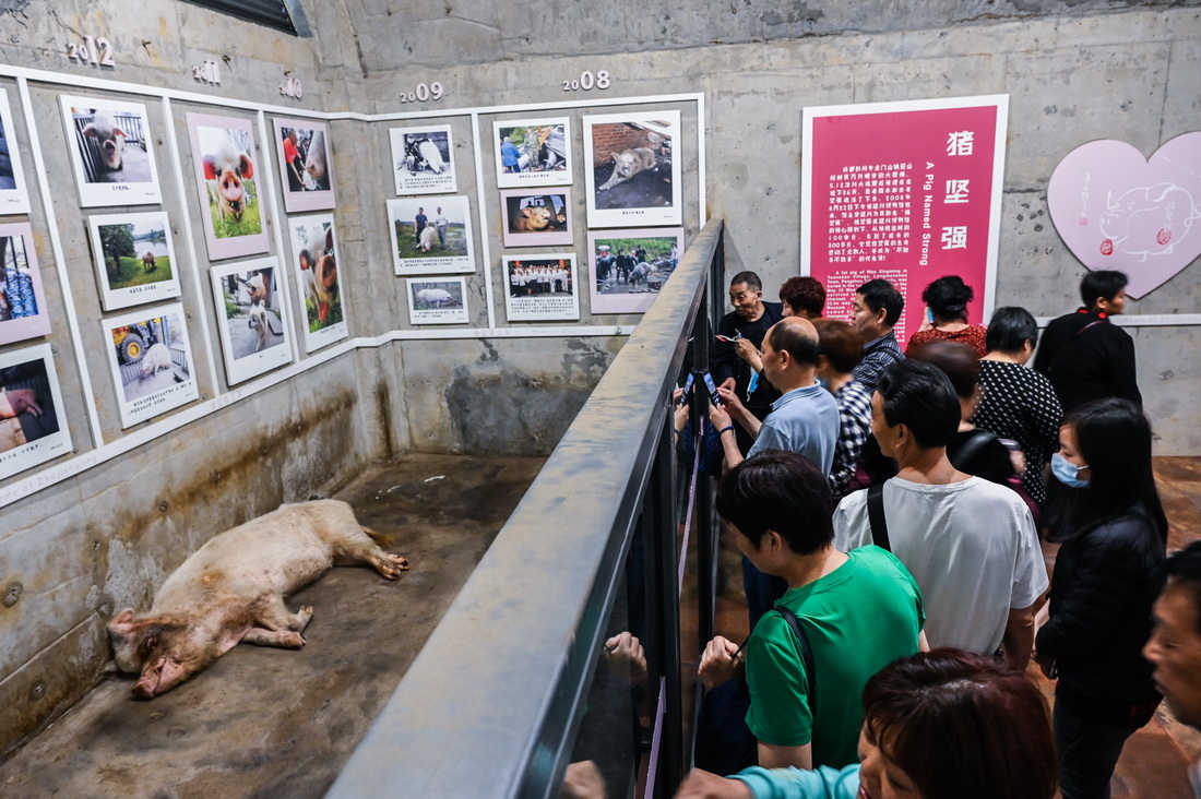 2021年5月10日，建川博物馆内，“猪坚强”没有太多精力和游客互动。侧身躺在地上，后蹄无力地搭向前方，前蹄卷曲在胸前，眼睛闭着，缓慢地呼吸着。面部有一些泛红，皮肤上的黑斑如同人类的老年斑状。