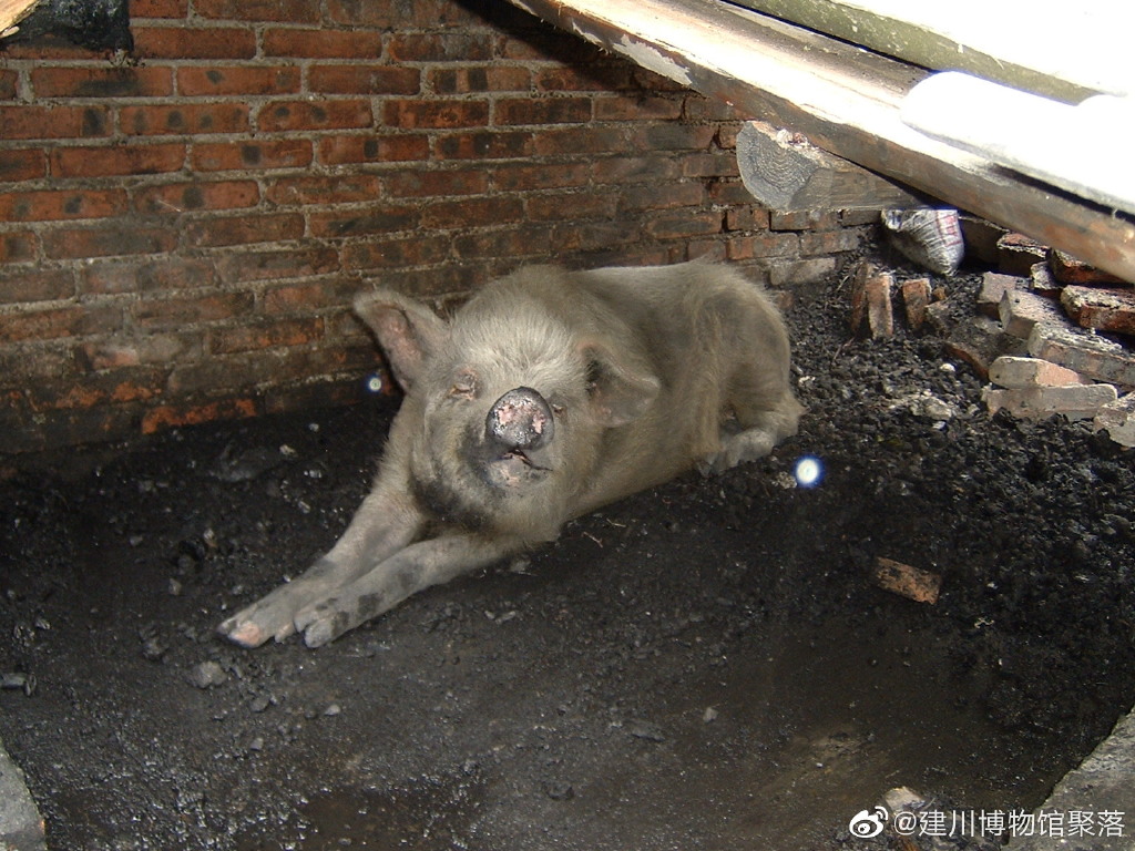 获救后的“猪坚强”  建川博物馆官方微博 图