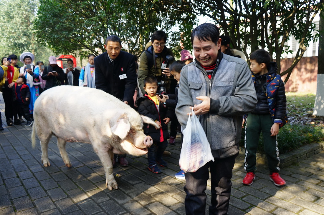 2020年1月16日，“猪坚强”在游客的环绕中被饲养员从旧宅领入新家——猪坚强之家。