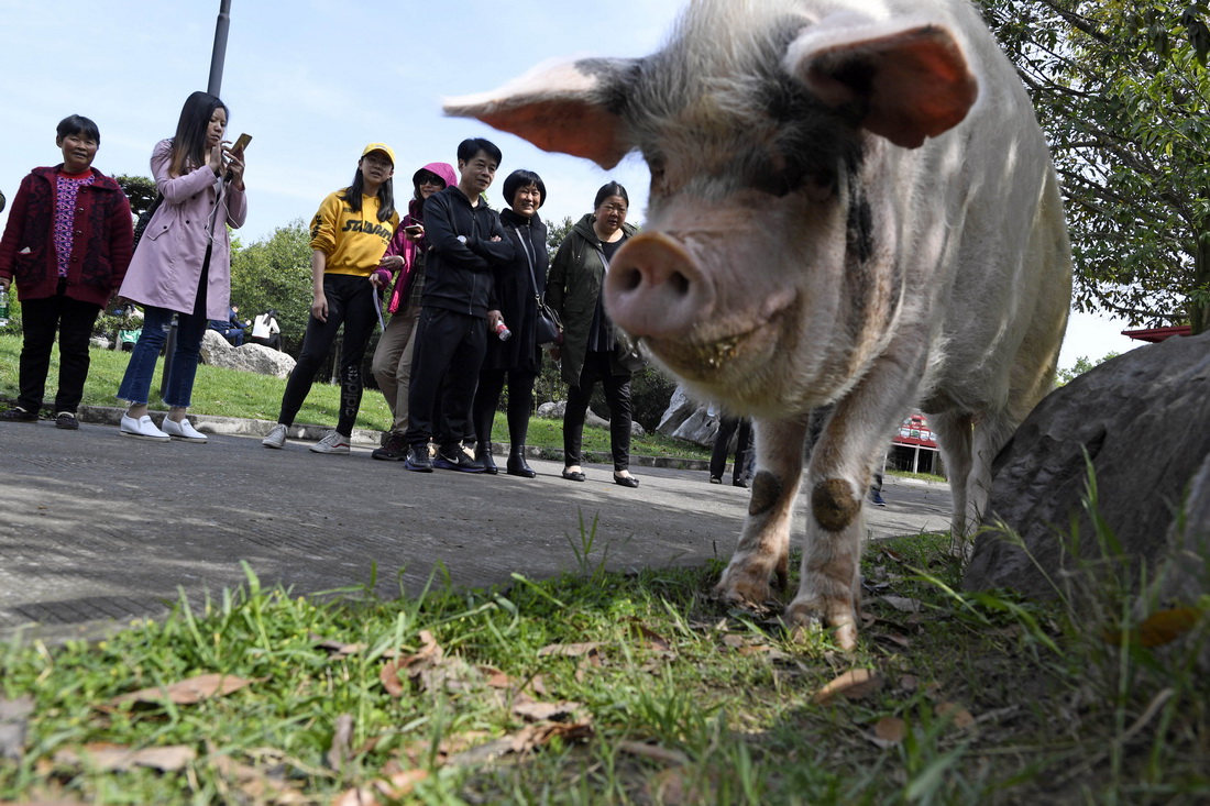 2018年4月15日，“猪坚强”每天要外出遛弯两次，成为游客追逐的对象。